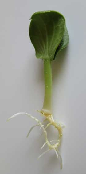 子葉や胚軸が緑色になって、根も順調に伸びてきた西洋カボチャの様子