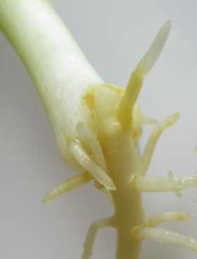 子葉が開きかかったの西洋カボチャの胚軸と根の部分の拡大