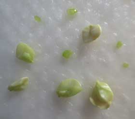 大小さまざまな大きさの胚が入り混じって構成されているタンカンの種子