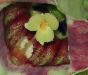 雌性期のツルニンジンの花の中央部　柱頭が三裂している