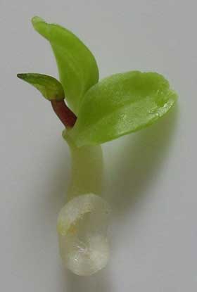 発芽中のツルニンジンの未熟な葉