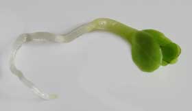 発芽後に子葉からゼリーみたいな半透明の緑色の本葉が出始めたたツルニンジン