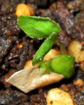 発芽後のツルニンジンの本葉と葉柄に出現した小さな半透明の毛