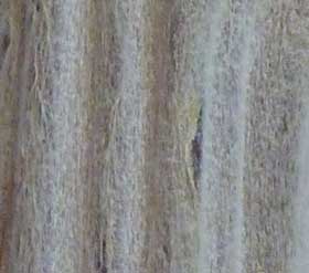 びっしりと白い産毛に意覆われるゴボウの茎