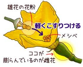 人工授粉の仕方の説明イラスト。花びらの下の膨らんでいる雌花のメシベの先端に、切り取った雄花の花粉を軽くこすりつける。