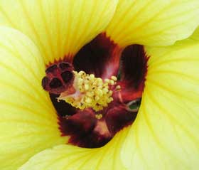 花オクラの花の中心部　雌しべと雄しべ
