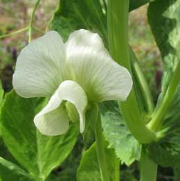 絹サヤエンドウの白い花
