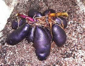 宝石のようなシャドークイーン。水で洗われ、深い紫色が鈍い金属光沢を放っている。イモの形はアザラシのようで、たくさんのアザラシが頭を寄せ合って何やらヒソヒソと相談をしているみたなイモのつき方をしている。