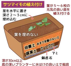 サツマイモのプランター栽培説明図