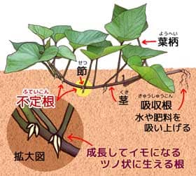 サツマイモの苗説明図