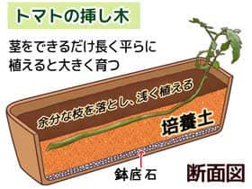 トマトの挿し木栽培 説明図