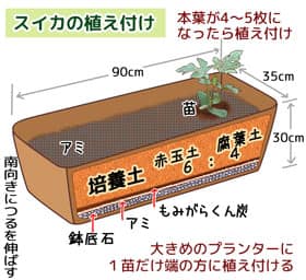 大玉スイカのプランター栽培説明図　スイカの苗の植え付け方説明図