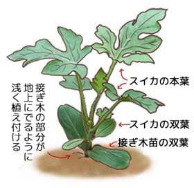 スイカの苗植え付け説明図。本葉が４〜５枚になったところ。