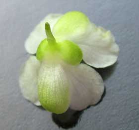 フウセンカズラ雄花の萼
