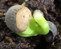 フウセンカズラが種子から発芽する様子