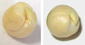 完熟前のフウセンカズラの胚