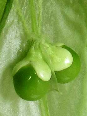 胎座についているフウセンカズラの未熟な種子