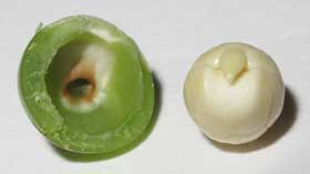 完熟前のフウセンカズラの種子の皮と中身（胚）
