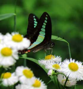 影絵に映し出された空色のような美しさの翅を持つアオスジアゲハがハルジオンの蜜を吸っている光景