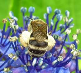 花粉だんごをつけて蜜を集める日本ミツバチ