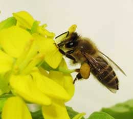 花粉だんごをつけて蜜を集めるミツバチ