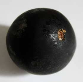 ムクロジの黒い種子にあいた穴から出ているフン