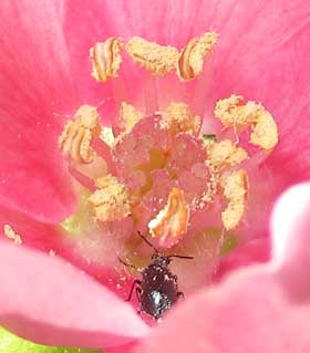 カリンの花粉にまみれている昆虫