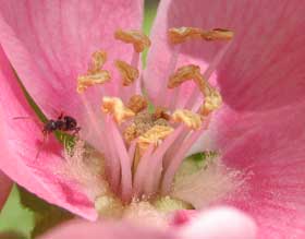 カリンの花粉目当てに訪れているアリ