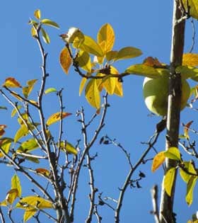 黄葉するカリンの木