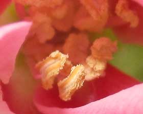 開きかけた蕾からきれいな花粉が姿を現したカリンの花