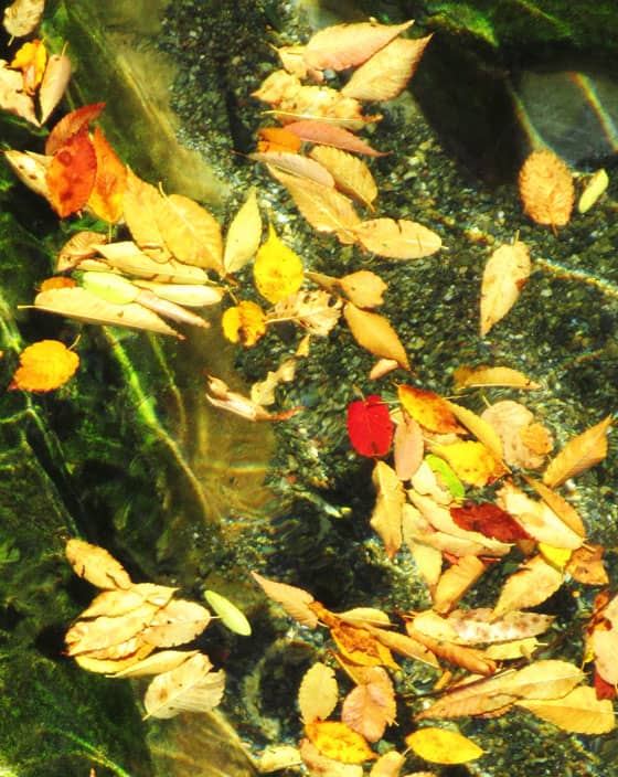 清流の水面を美しく彩る落ち葉