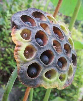 蜂の巣に似ている蓮の実