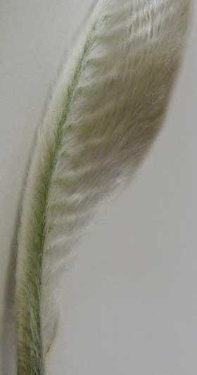 ホオノキの冬芽内部にあった天使の羽根のような幼葉