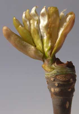 ホオノキの冬芽（混芽）内部　花芽と芽鱗と外側の托葉を外した葉芽の部分