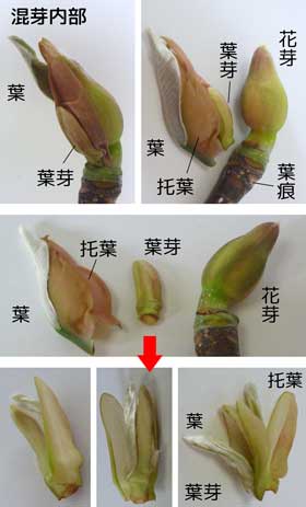 芽吹きの頃のホオノキの混芽内部の説明図