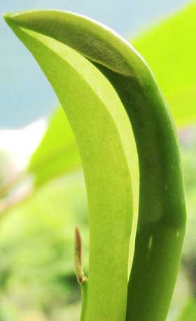 小さく見えるホオノキの新芽の外側の托葉につく葉