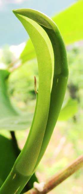 ホオノキの新芽の外側の托葉につく葉がとても小さい