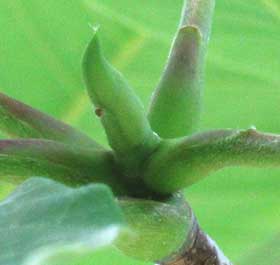 初夏の葉の展開後のホオノキの新芽　膜質の芽鱗（托葉）に包まれている