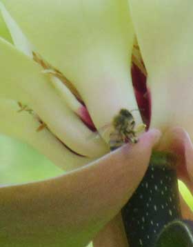 ホオノキの花弁の隙間に花粉を求めて訪花したミツバチ
