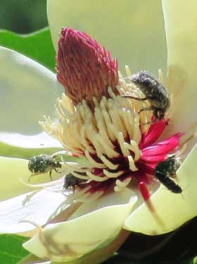 ホオノキの花粉を食べに群がる甲虫