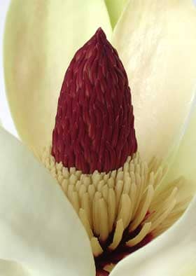 雄性期の横から見たホオノキの花のしべ部分