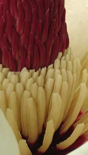 雄性期の横から見たホオノキの花のしべ部分拡大