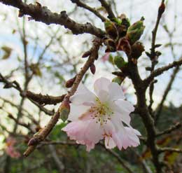 咲き始めの頃の可憐な十月桜