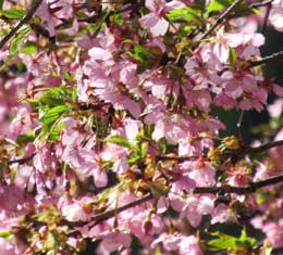 早春を彩る美しいピンク色の桜