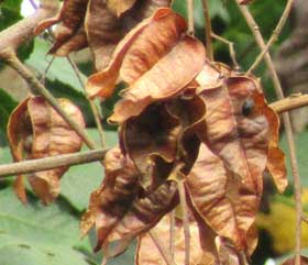 完熟した褐色の実から種子が見えるモクゲンジの木
