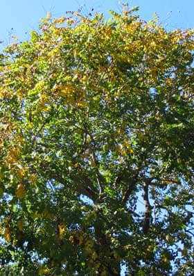 11月上旬、黄葉するモクゲンジの大木