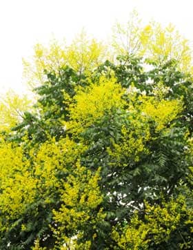 円錐花序に美しい黄色い花を咲かせるモクゲンジ