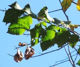 枯れ色になって木にぶら下がる秋のモクゲンジの実