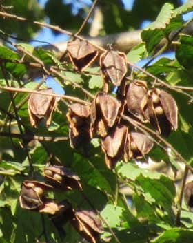 褐色の実のなるモクゲンジの木