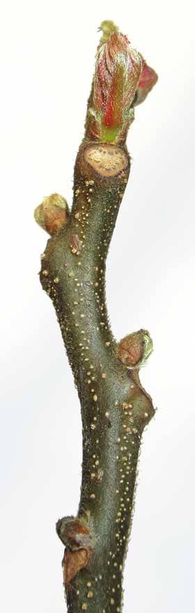 オオモクゲンジの芽吹きと葉痕